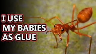 Weaver Ant facts |sewing leaves together