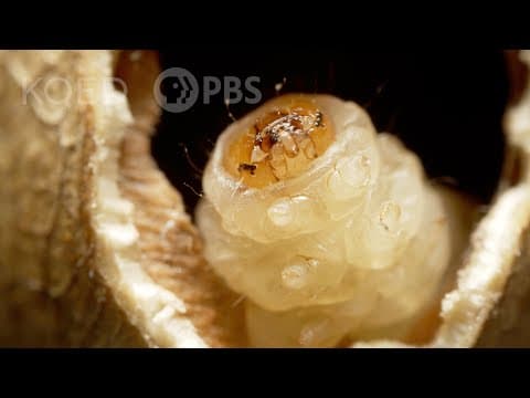 Why does the Mexican jumping bean jump.