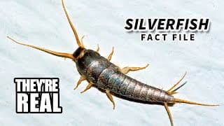 Silverfish Facts| Minecraft Hostiles