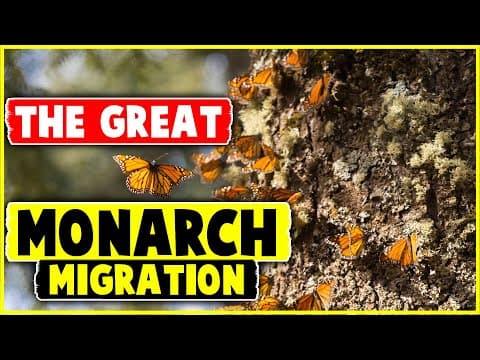 The Great Monarch Migration - YouTube