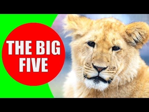 Africa's Big Five Animals - lion african buffalo rhinoceros elephant leopard sounds and videos