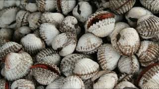 Facts | The Blood Cockle |Blood Clam