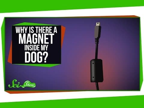 Why Is There a Magnet Inside My Dog?