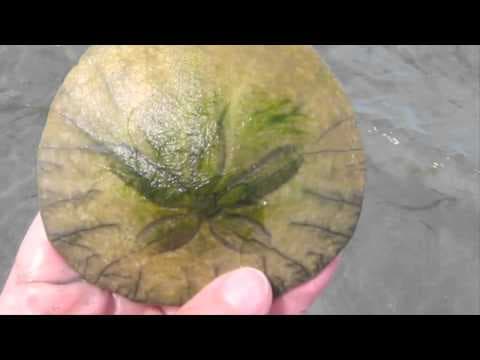 Sand Dollars: Its Alive! - YouTube