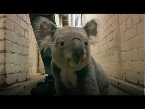 Koala running down the hall
