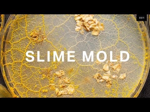 What self-driving cars can learn from brainless slime mold