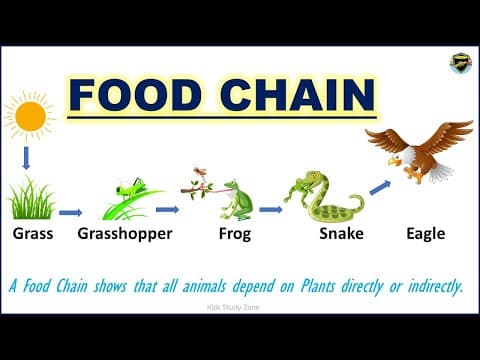 Food Chain - What is a food chain?