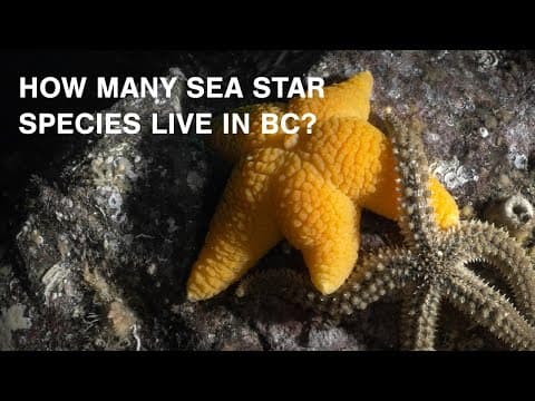 An Eagles Feather an animation about the mighty Philippine Eagle