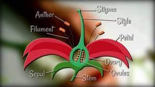Flower Dissection - Reproduction in flowering plants
