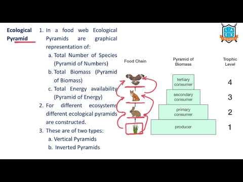 What is Ecological Pyramid ? || Ecological Pyramid అంటే ఏమిటి?