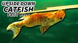 Upside Down Catfish Facts |Swimming UPSIDE DOWN