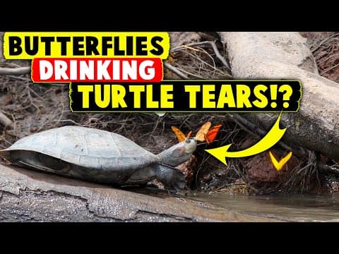 Butterflies drinking TURTLE TEARSand.