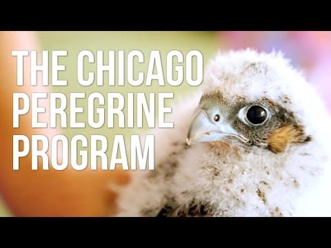 The Chicago Peregrine Program
