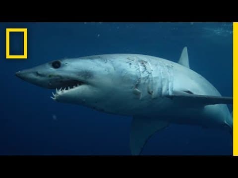 Sharks 101 | National Geographic - YouTube