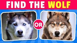 Guess the CORRECT Animal..