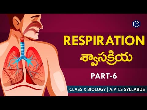 Human respiratory system 6 in English & Telugu  -  AP&TS 10th biology  -  Eduscope 10th science videos