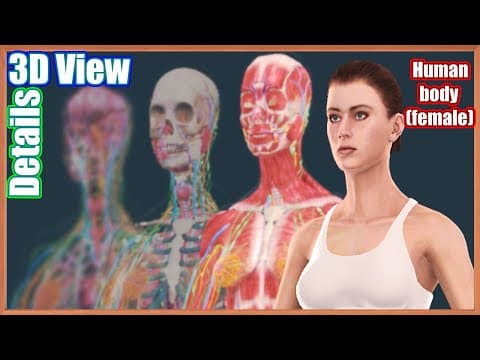 Full Details about Human Body (Female) - 3D View