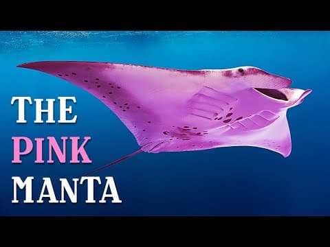 Scientists Found out Why This Manta Ray is Pink + 7 Other Animals Only Find In Australia
