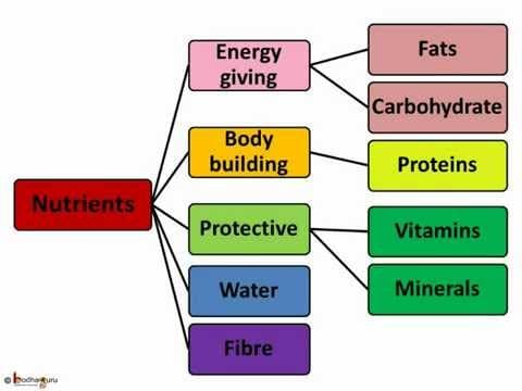 Science - Human Body Food - Part 3 - Telugu