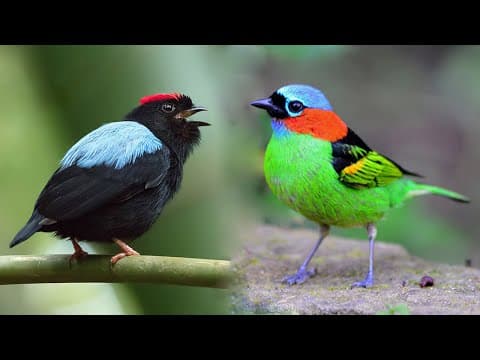 10 Most Beautiful Small Birds in the World