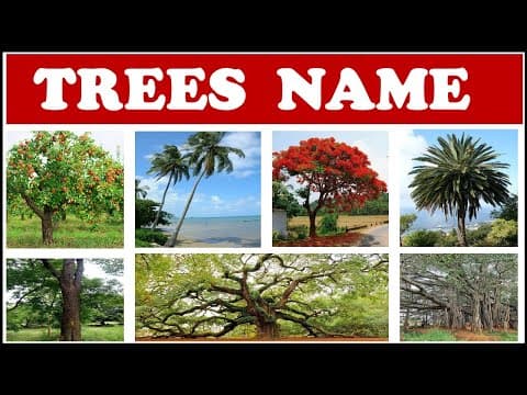 Trees Names - Names of trees for kids - Names of Trees with pictures