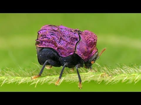 A shiny, purple, warty leaf beetle in Ecuador
