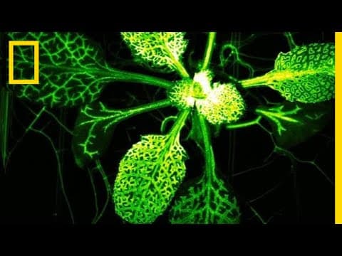 Mutant Plant Glows When Attacked | National Geographic