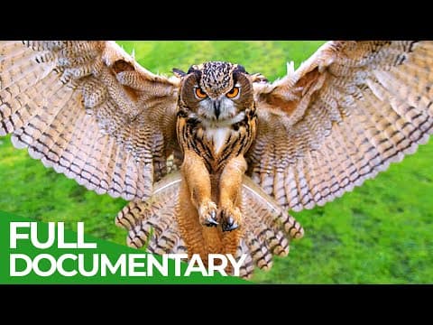 Hunter & prey-race of life-episode 7- ownerfree documentary nature