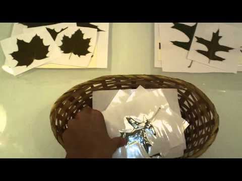 Sorting LeavesPreschool Nature Activity