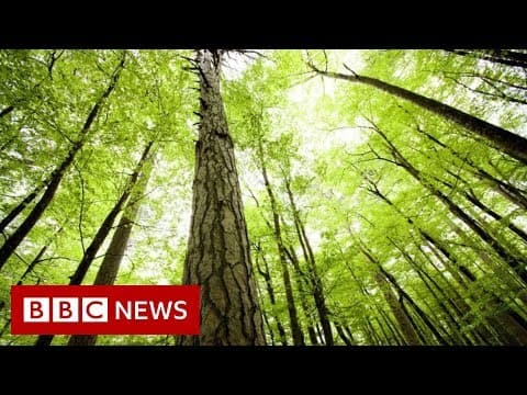What’s wrong with planting new forests