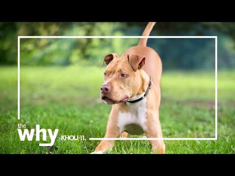 Why do dogs wag their tails? - YouTube