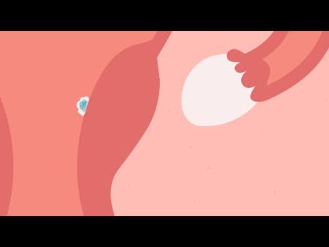 Inside pregnancy- fertilization -