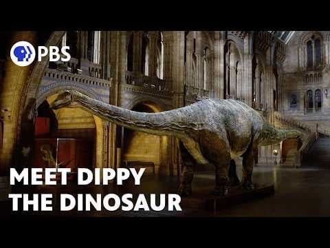 Why do massive elk make high-pitched shrieks