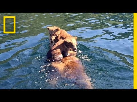 Adorable bear cubs hitch a ride on mom's back