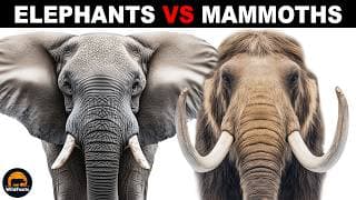 What Is The Difference Between Mammoths and Elephants