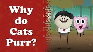 Why do cats purr  more videos aumsum kids education whatif
