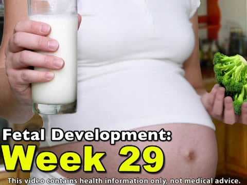 Fetal Development Week 29 (Pregnancy Health Guru)