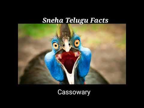 ️amazing telugu facts - telugu unknown facts - 26