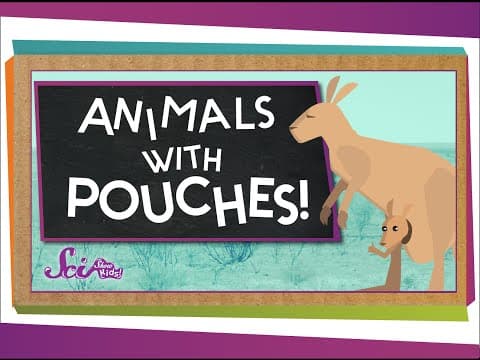Why Do Kangaroos Have Pouches? | Animal Science for Kids