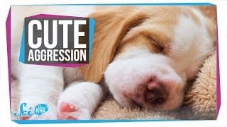 Why Do You Want to Squeeze Cute Things