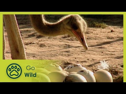 Birds of a feather - ostriches