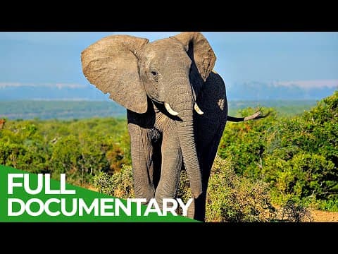 Wildlife africa & asia: elephants-owner free documentary nature