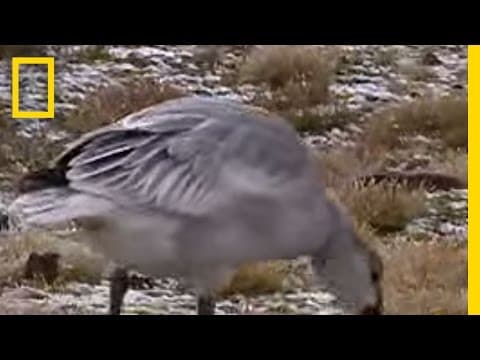 Snow Goose | National Geographic - YouTube
