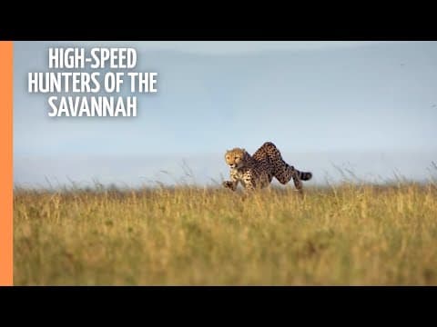 Cheetahs - High-speed hunters of the Savannah
