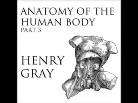 Anatomy of the human body - part 30 of 39