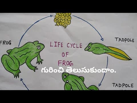 Life Cycle Of A Frog || How a Tadpole Transforms into a Frog || Telugu
