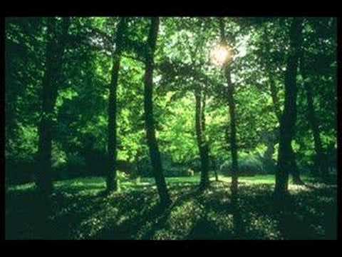 Biomes: Deciduous Forests - YouTube
