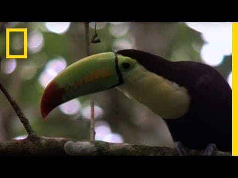 Birds of Paradise - Toucan | National Geographic - YouTube