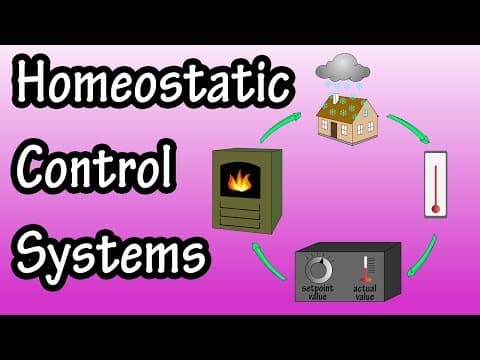Homeostatic Control Systems - Homeostatic Control Mechanisms and Feedback Control Loops
