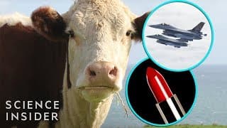 Why Cow Parts Make Up These Everyday Products